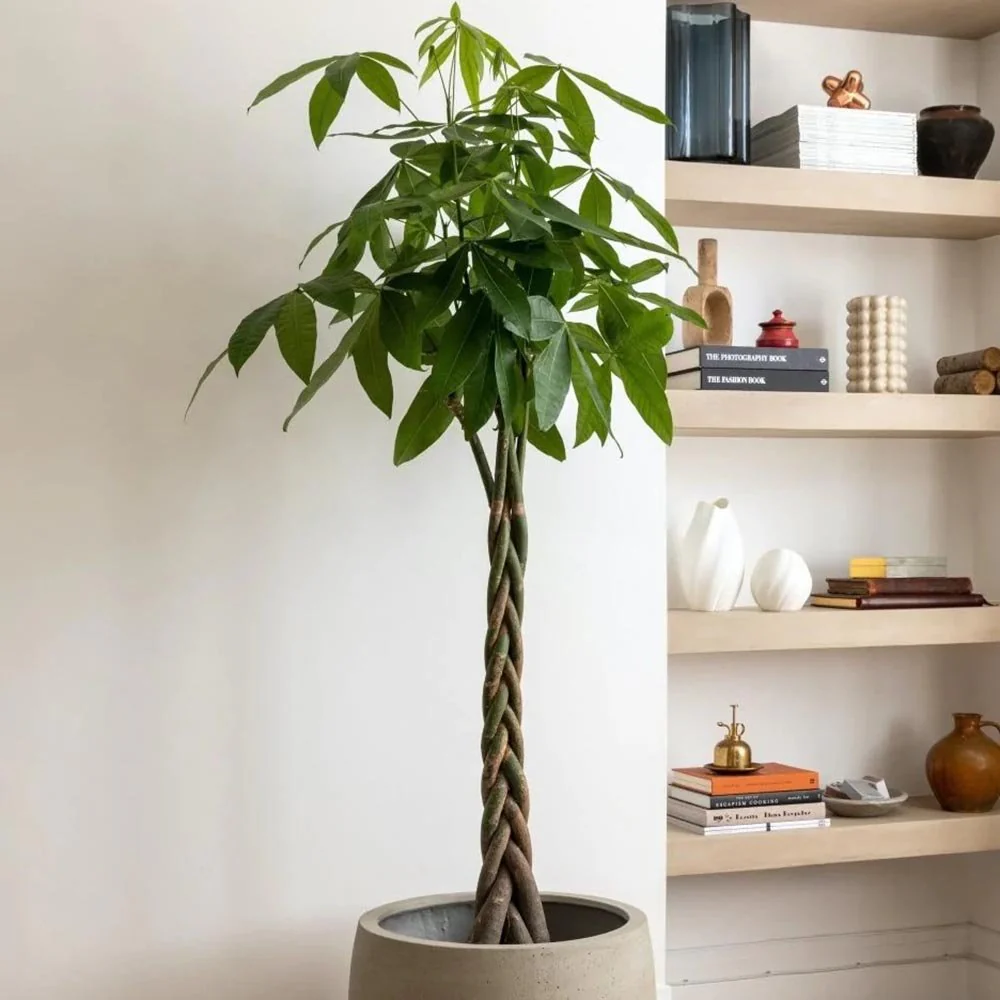 Arborele Banilor (Pachira Aquatica), 85-90 cm, cu tulpina Impletita, planta de interior norocoasa, purificatoare de aer - Image 13