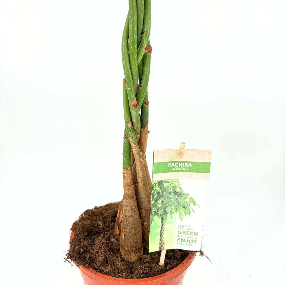 Arborele Banilor (Pachira Aquatica), 85-90 cm, cu tulpina Impletita, planta de interior norocoasa, purificatoare de aer - Image 14