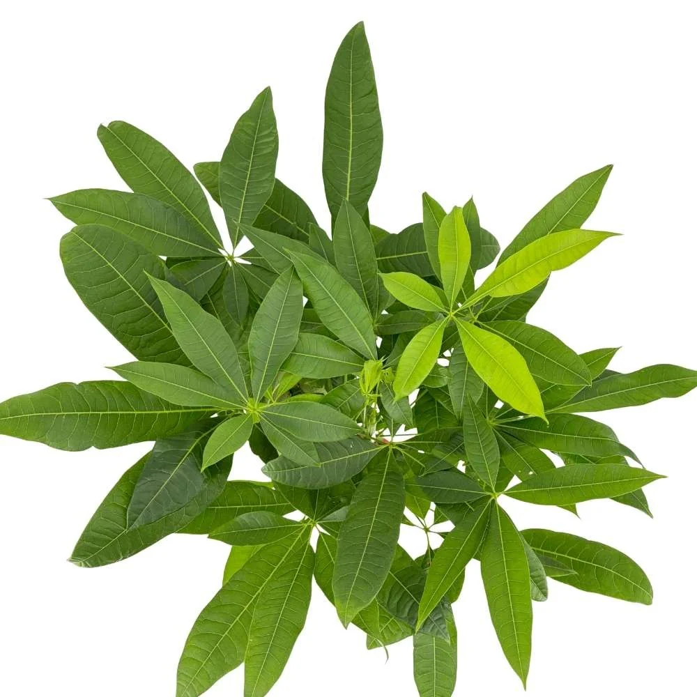 Arborele Banilor (Pachira Aquatica), 85-90 cm, cu tulpina Impletita, planta de interior norocoasa, purificatoare de aer - Image 15