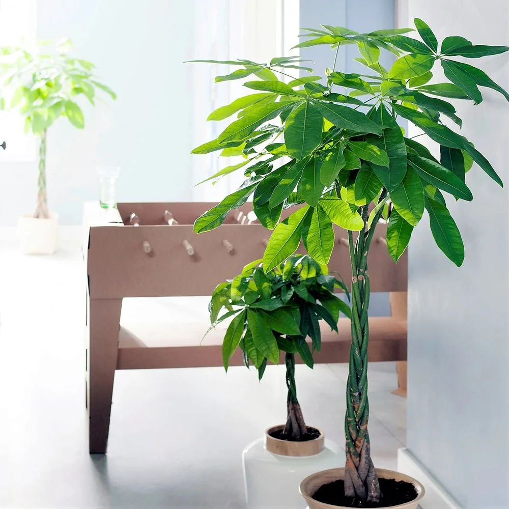 Arborele Banilor (Pachira Aquatica), 85-90 cm, cu tulpina Impletita, planta de interior norocoasa, purificatoare de aer - Image 8