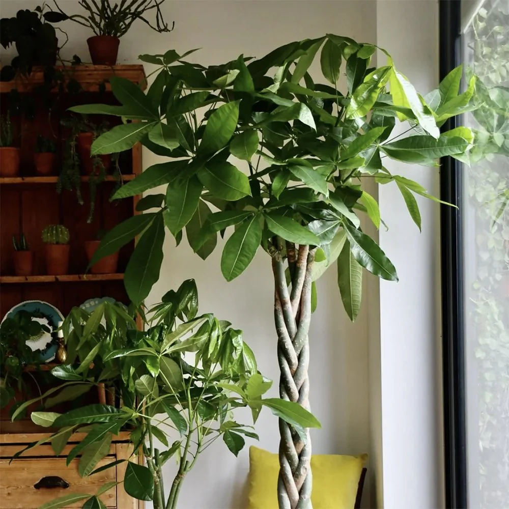 Arborele Banilor (Pachira Aquatica), cu tulpina Impletita, planta de interior norocoasa, purificatoare de aer - 70/80 cm - Image 10