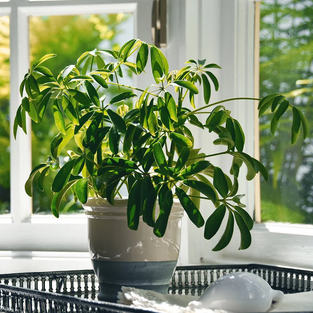 Arborele Banilor (Pachira Aquatica), cu tulpina Impletita, planta de interior norocoasa, purificatoare de aer - 70/80 cm - Image 5