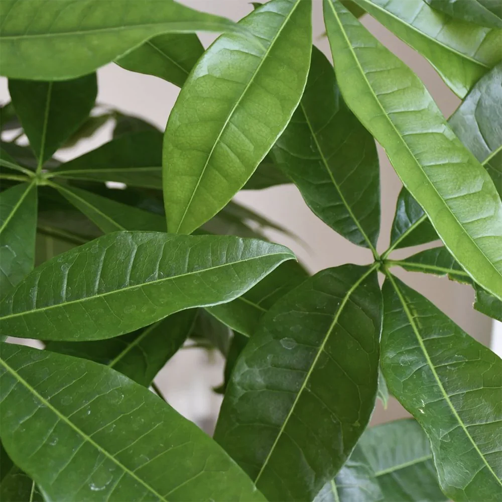 Arborele Banilor (Pachira Aquatica), cu tulpina Impletita, planta de interior norocoasa, purificatoare de aer - 70/80 cm - Image 6
