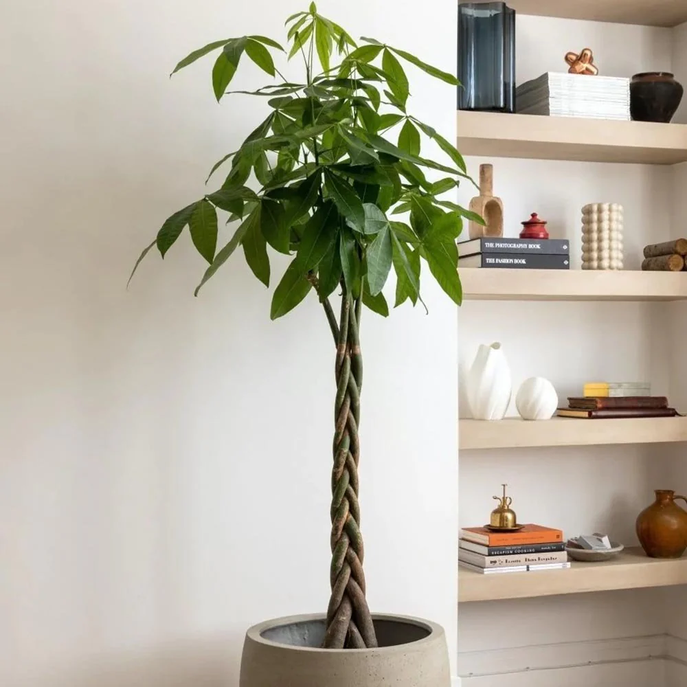 Arborele Banilor (Pachira Aquatica), cu tulpina Impletita, planta de interior norocoasa, purificatoare de aer - 160 cm - Image 10
