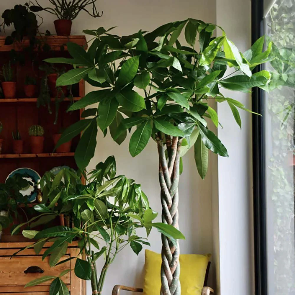 Arborele Banilor (Pachira Aquatica), cu tulpina Impletita, planta de interior norocoasa, purificatoare de aer - 160 cm - Image 6