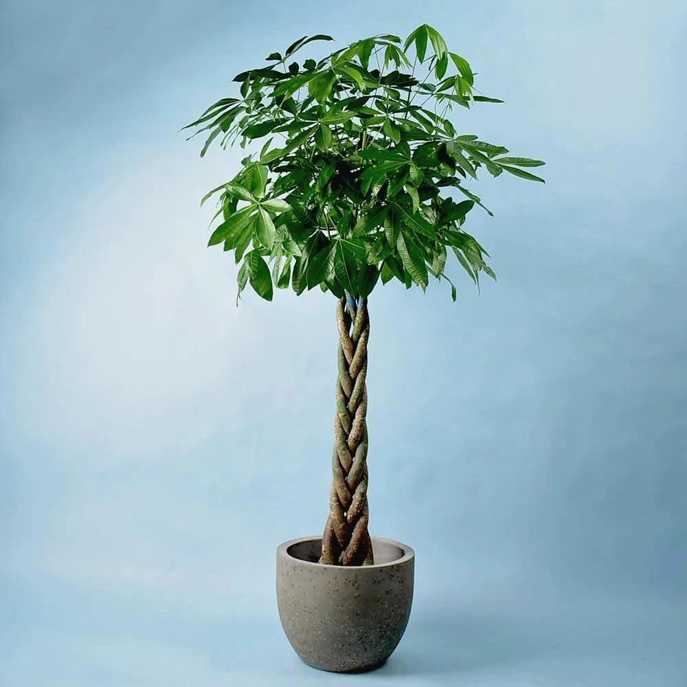 Arborele Banilor (Pachira Aquatica), cu tulpina Impletita, planta de interior norocoasa, purificatoare de aer - 160 cm - Image 8