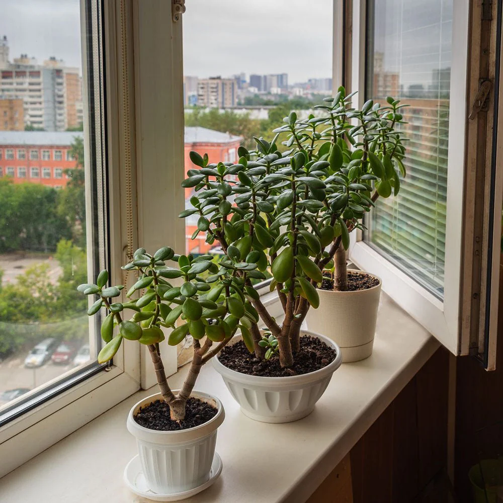 Arborele de Jad (Crassula Magical Tree), 65 cm - Image 10