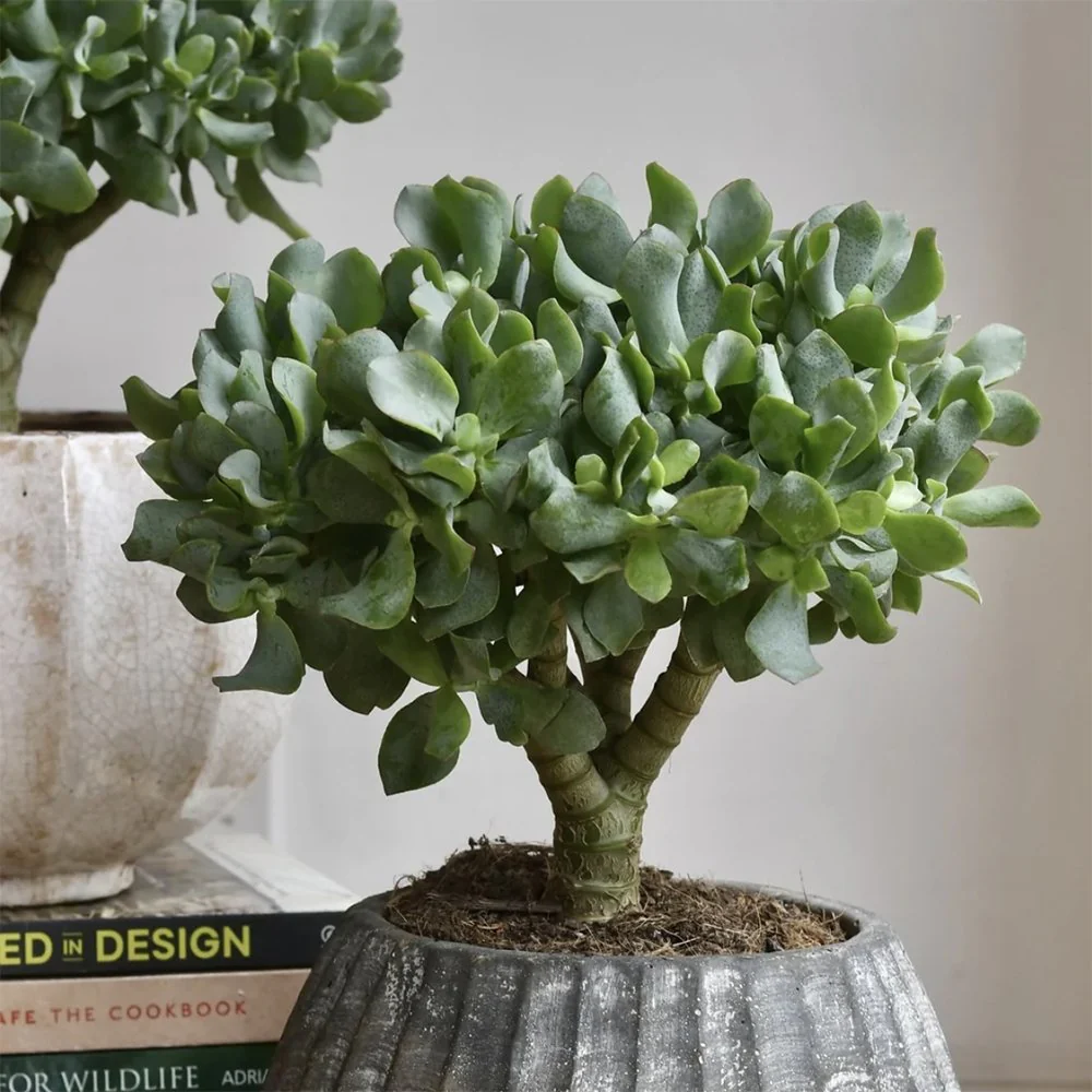 Arborele de Jad (Crassula Magical Tree), 65 cm - Image 3