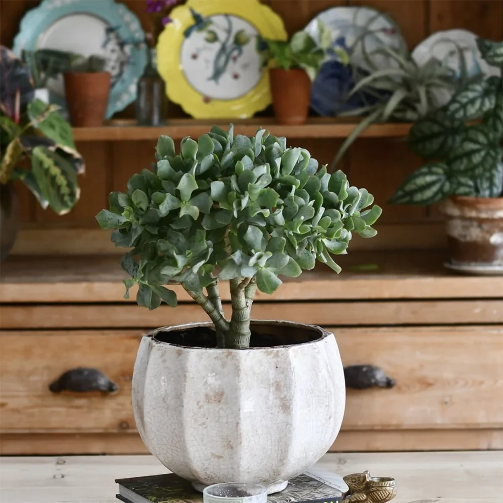 Arborele de Jad (Crassula Magical Tree), 65 cm - Image 4