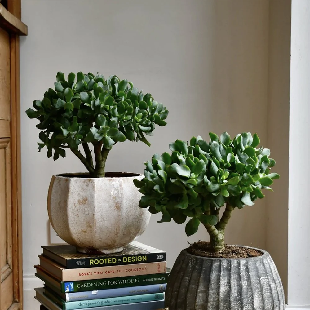 Arborele de Jad (Crassula Magical Tree), 65 cm - Image 5