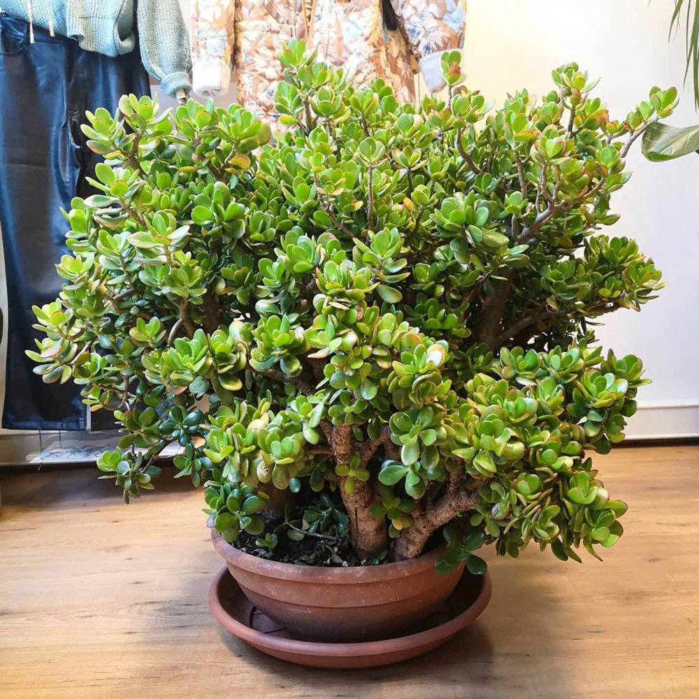 Arborele de Jad (Crassula Magical Tree), 65 cm - Image 7