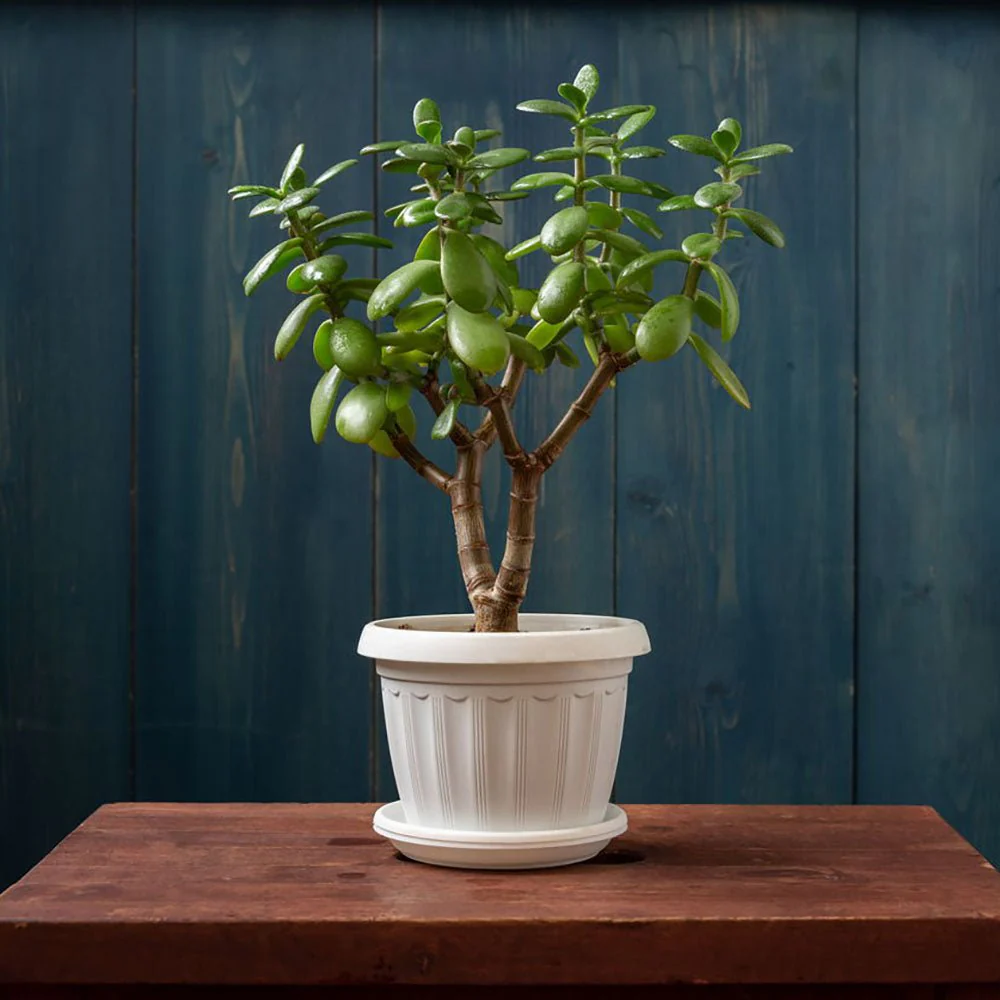 Arborele de Jad (Crassula Magical Tree), 65 cm - Image 8