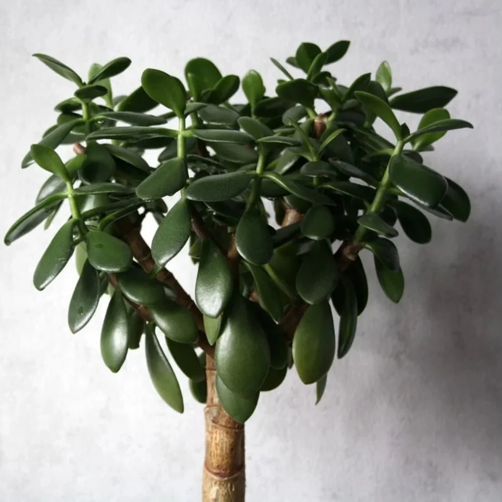 Arborele de Jad (Crassula Magical Tree), 65 cm - Image 9