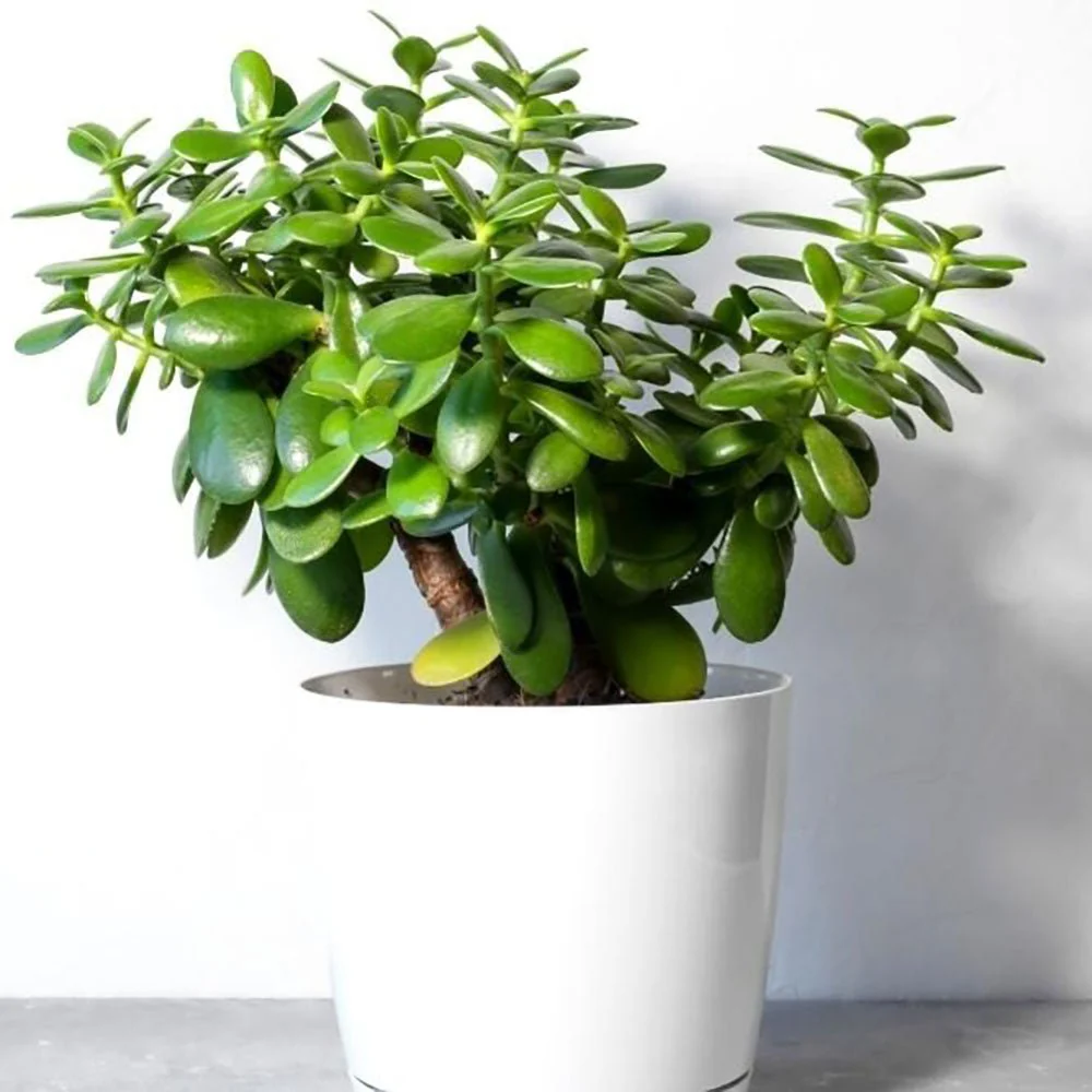 Arborele de Jad Norocos (Crassula Ovata), planta suculenta decorativa, usor de ingrijit, 20 cm - Image 8