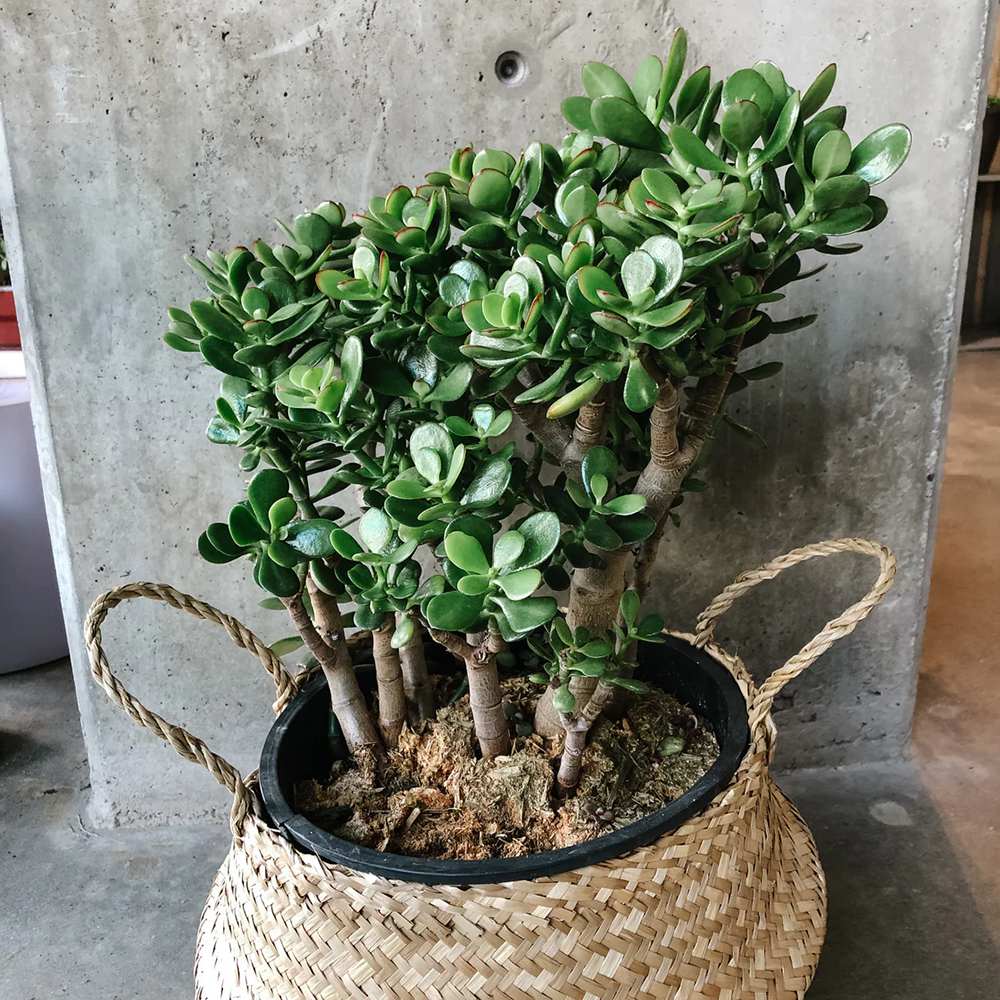 Arborele de Jad Norocos (Crassula Ovata), 50-55 cm, planta suculenta decorativa, usor de ingrijit - Image 10