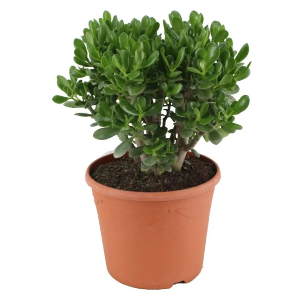 Arborele de Jad Norocos (Crassula Ovata), 50-55 cm, planta suculenta decorativa, usor de ingrijit - Image 12