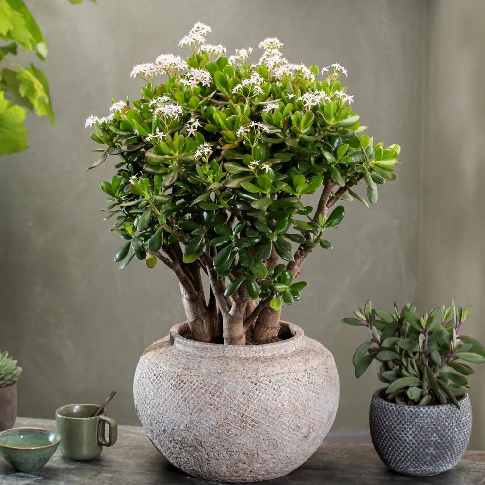 Arborele de Jad Norocos (Crassula Ovata), 50-55 cm, planta suculenta decorativa, usor de ingrijit - Image 3