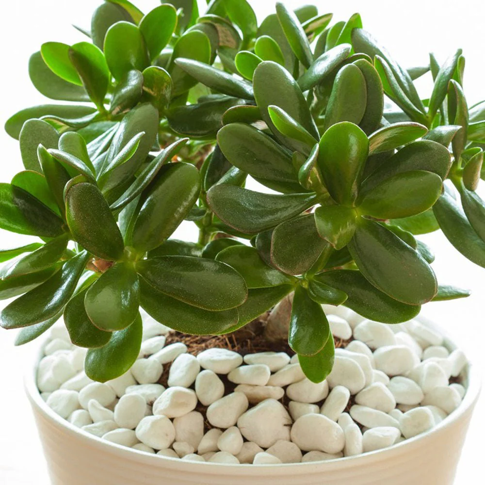 Arborele de Jad Norocos (Crassula Ovata), 50-55 cm, planta suculenta decorativa, usor de ingrijit - Image 7