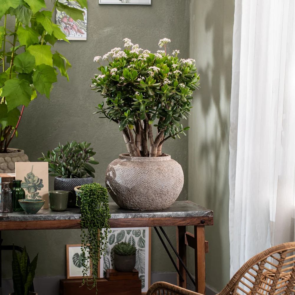 Arborele de Jad Norocos (Crassula Ovata), 75 cm, planta suculenta decorativa, usor de ingrijit - Image 6