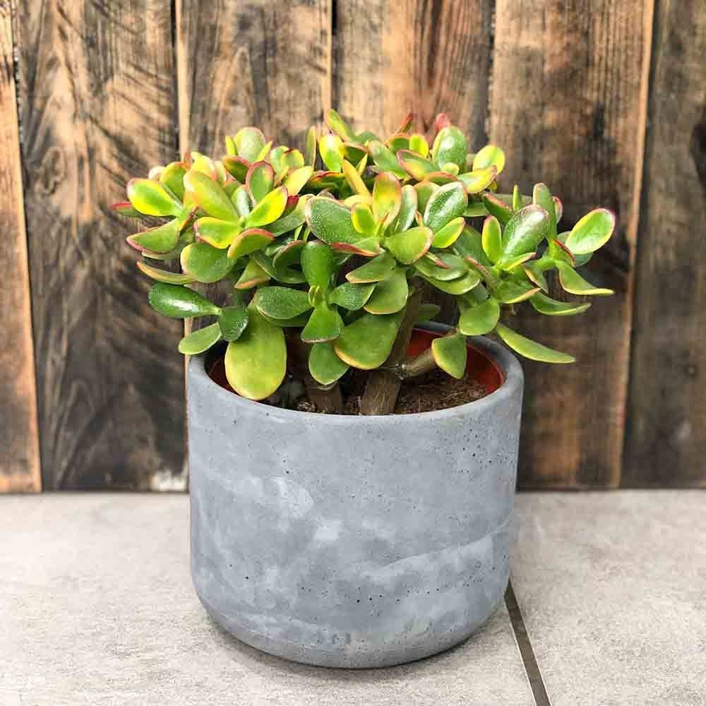 Arbore de Jad Norocos (Crassula ovata) Sunset, planta suculenta colorata, decorativ, usor de ingrijit, 20 cm - Image 3