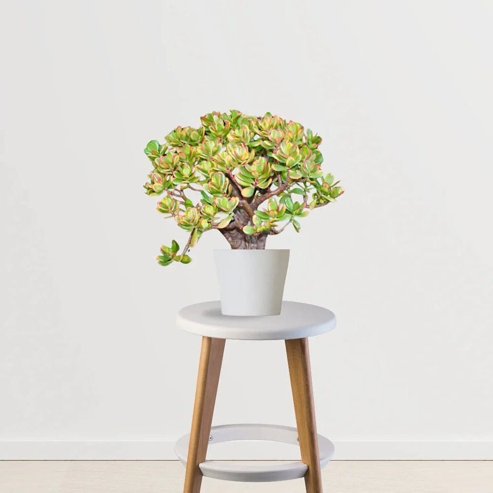 Arbore de Jad Norocos (Crassula ovata) Sunset, 80-100 cm, planta suculenta colorata, decorativ, usor de ingrijit - Image 5