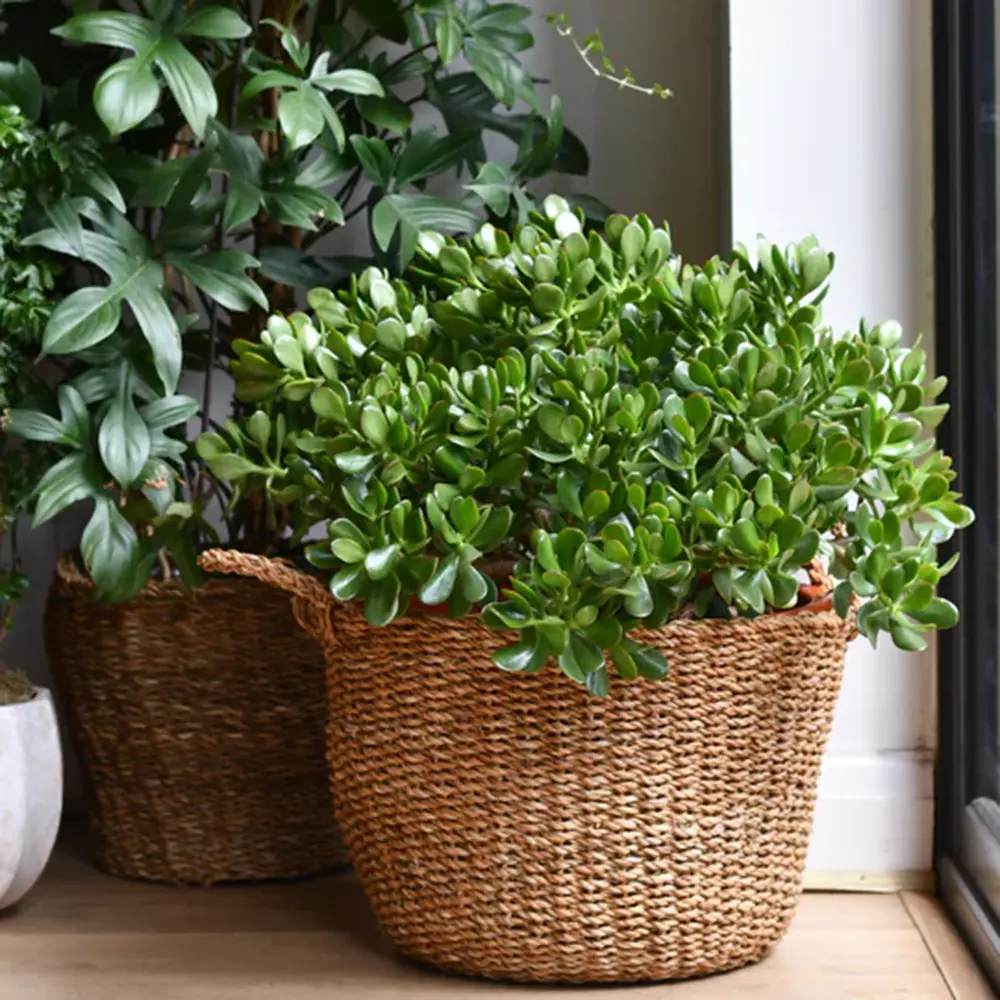 Arborele de Jad Norocos (Crassula Ovata), 75 cm, planta suculenta decorativa, usor de ingrijit - Image 3