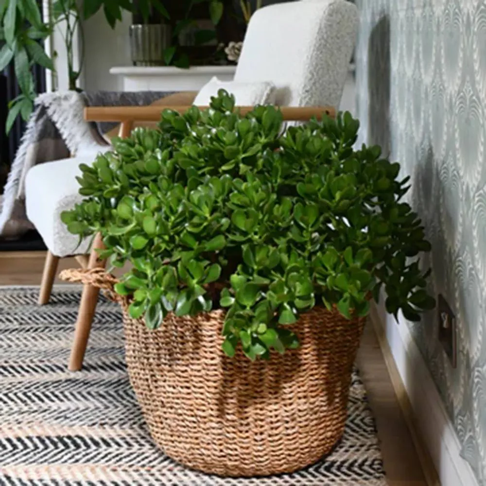 Arborele de Jad Norocos (Crassula Ovata), 75 cm, planta suculenta decorativa, usor de ingrijit - Image 5