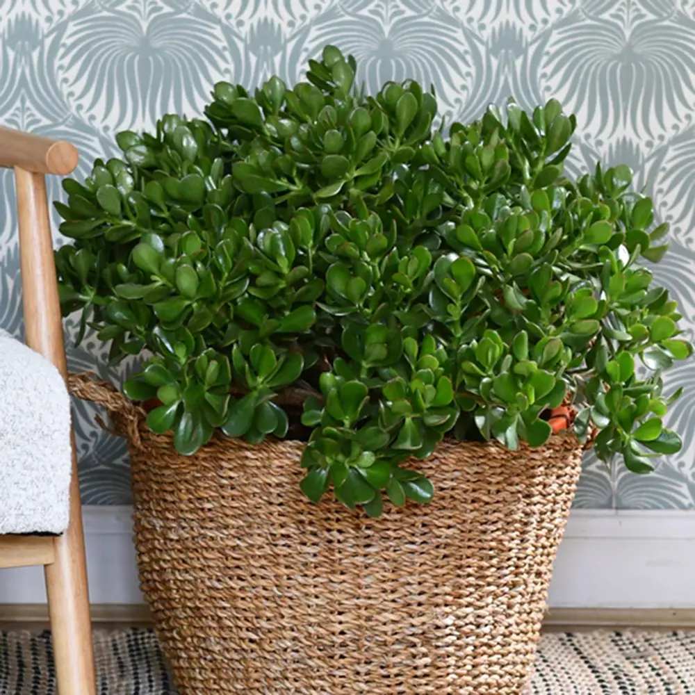 Arborele de Jad Norocos (Crassula Ovata), 75 cm, planta suculenta decorativa, usor de ingrijit - Image 4