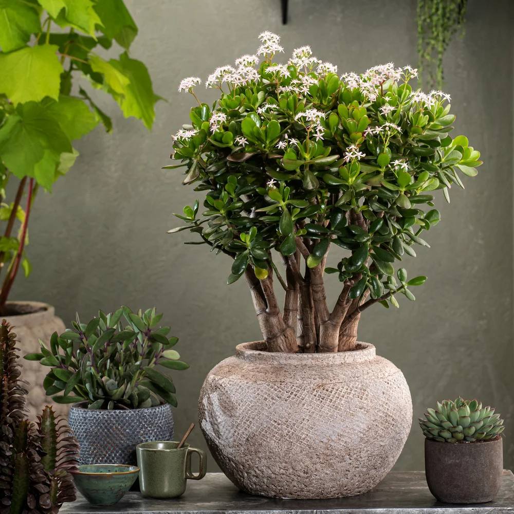 Arborele de Jad Norocos (Crassula Ovata), 60 cm, planta suculenta decorativa, usor de ingrijit - Image 6