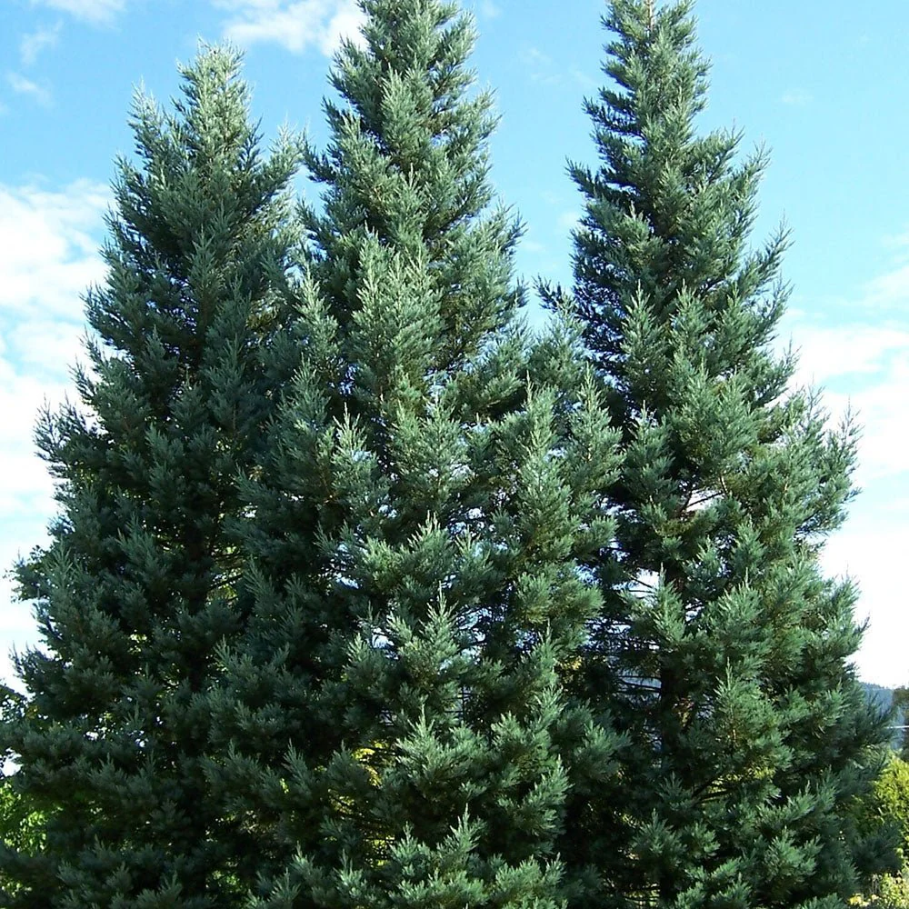 Arborele Mamut, Sequoia Gigant Albastru (Sequoiadendron Giganteum), conifer cu ace albastre, aspect metalic usor, arbore decorativ urias, vesnic verde, coroana piramidala - Image 4