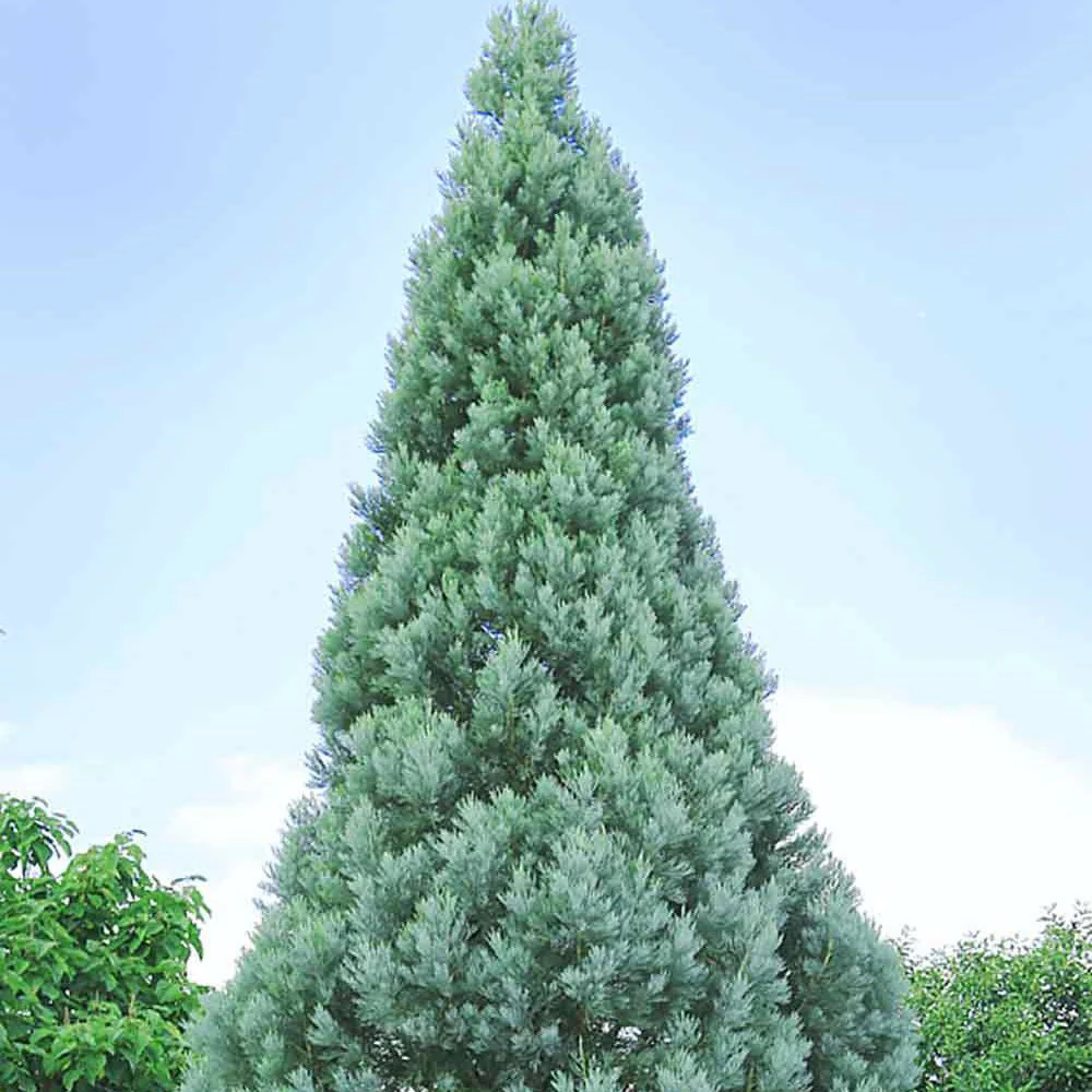 Arborele Mamut, Sequoia Gigant Albastru (Sequoiadendron Giganteum), conifer cu ace albastre, aspect metalic usor, arbore decorativ urias, vesnic verde, coroana piramidala - Image 5