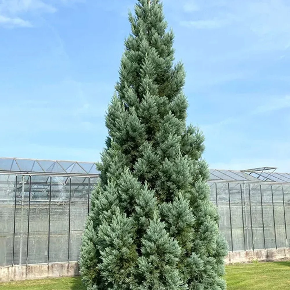 Arborele Mamut, Sequoia Gigant Albastru (Sequoiadendron Giganteum), conifer cu ace albastre, aspect metalic usor, arbore decorativ urias, vesnic verde, coroana piramidala - Image 6