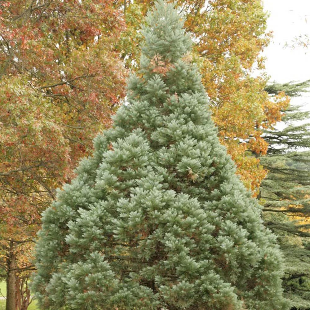 Arborele Mamut, Sequoia Gigant Albastru (Sequoiadendron Giganteum), conifer cu ace albastre, aspect metalic usor, arbore decorativ urias, vesnic verde, coroana piramidala - Image 7