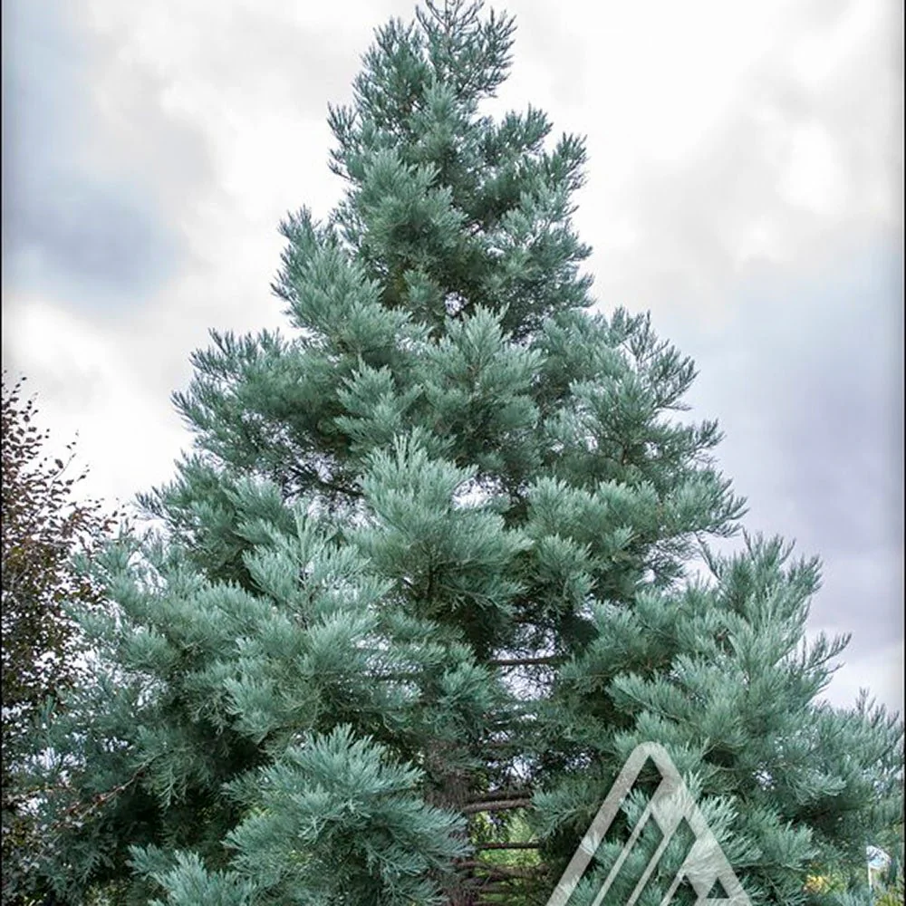 Arborele Mamut, Sequoia Gigant Albastru (Sequoiadendron Giganteum), conifer cu ace albastre, aspect metalic usor, arbore decorativ urias, vesnic verde, coroana piramidala - Image 8