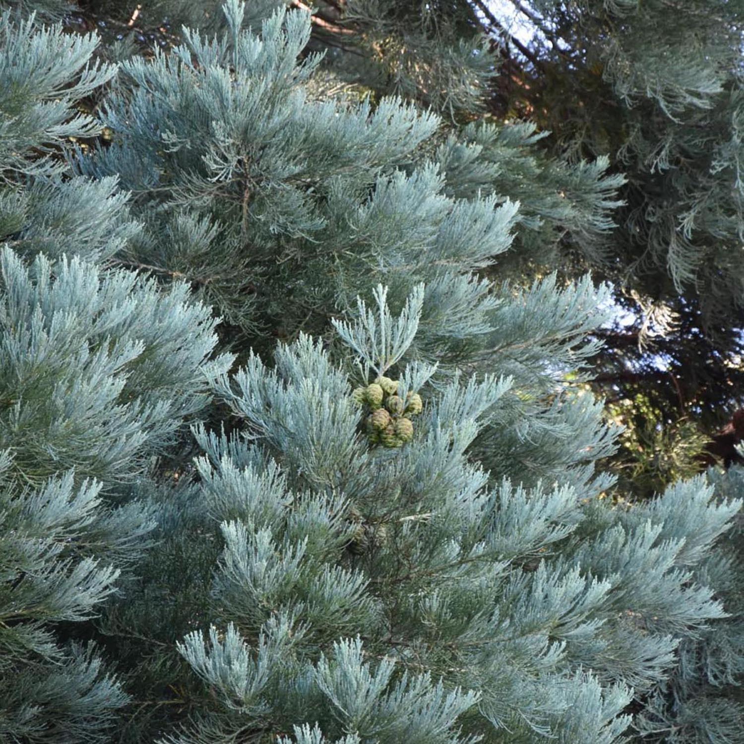 Arborele Mamut, Sequoia Gigant Albastru (Sequoiadendron Giganteum), conifer cu ace albastre, aspect metalic usor, arbore decorativ urias, vesnic verde, coroana piramidala - Image 9