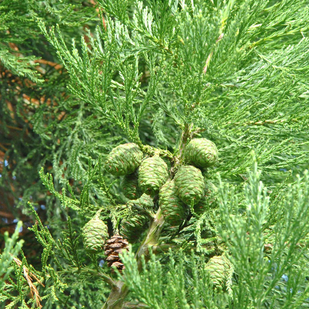 Arborele Mamut, Sequoia Gigant (Sequoiadendron Giganteum), conifer cu ace verde-albastrui, aspect metalic usor, arbore decorativ urias, vesnic verde, coroana piramidala - Image 11