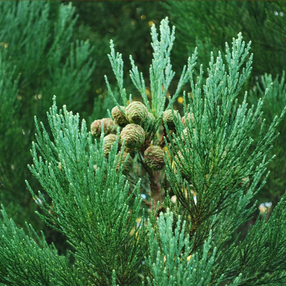 Arborele Mamut, Sequoia Gigant (Sequoiadendron Giganteum), conifer cu ace verde-albastrui, aspect metalic usor, arbore decorativ urias, vesnic verde, coroana piramidala - Image 13