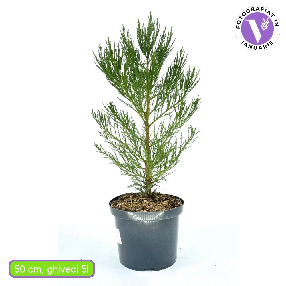 Arborele Mamut, Sequoia Gigant (Sequoiadendron Giganteum), conifer cu ace verde-albastrui, aspect metalic usor, arbore decorativ urias, vesnic verde, coroana piramidala - Image 14