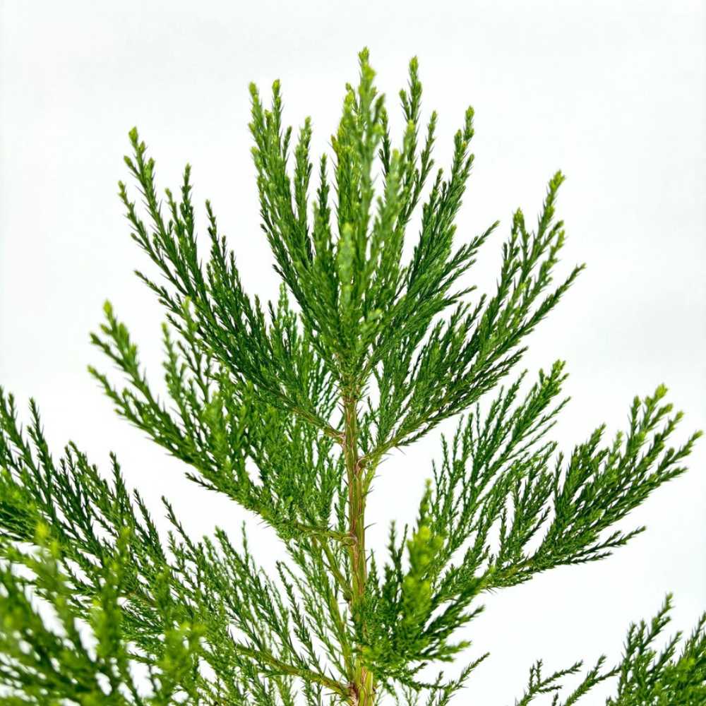 Arborele Mamut, Sequoia Gigant (Sequoiadendron Giganteum), conifer cu ace verde-albastrui, aspect metalic usor, arbore decorativ urias, vesnic verde, coroana piramidala - Image 15