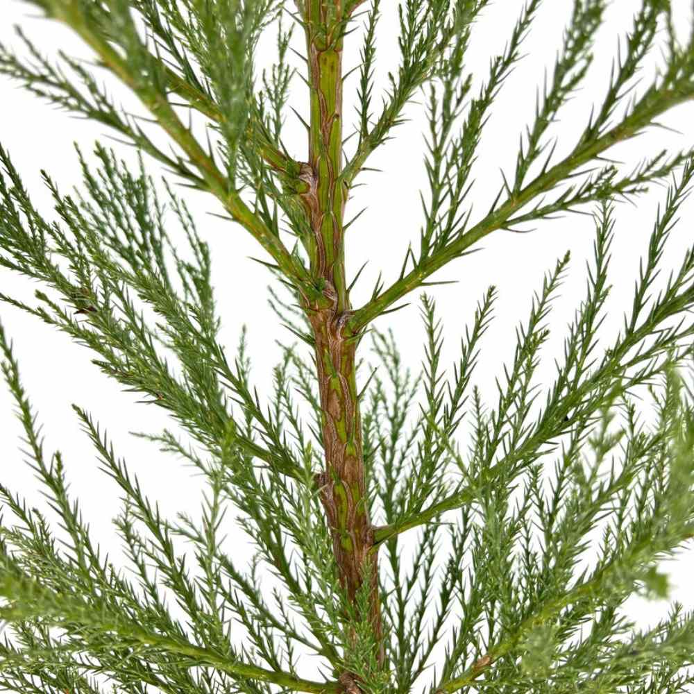 Arborele Mamut, Sequoia Gigant (Sequoiadendron Giganteum), conifer cu ace verde-albastrui, aspect metalic usor, arbore decorativ urias, vesnic verde, coroana piramidala - Image 16