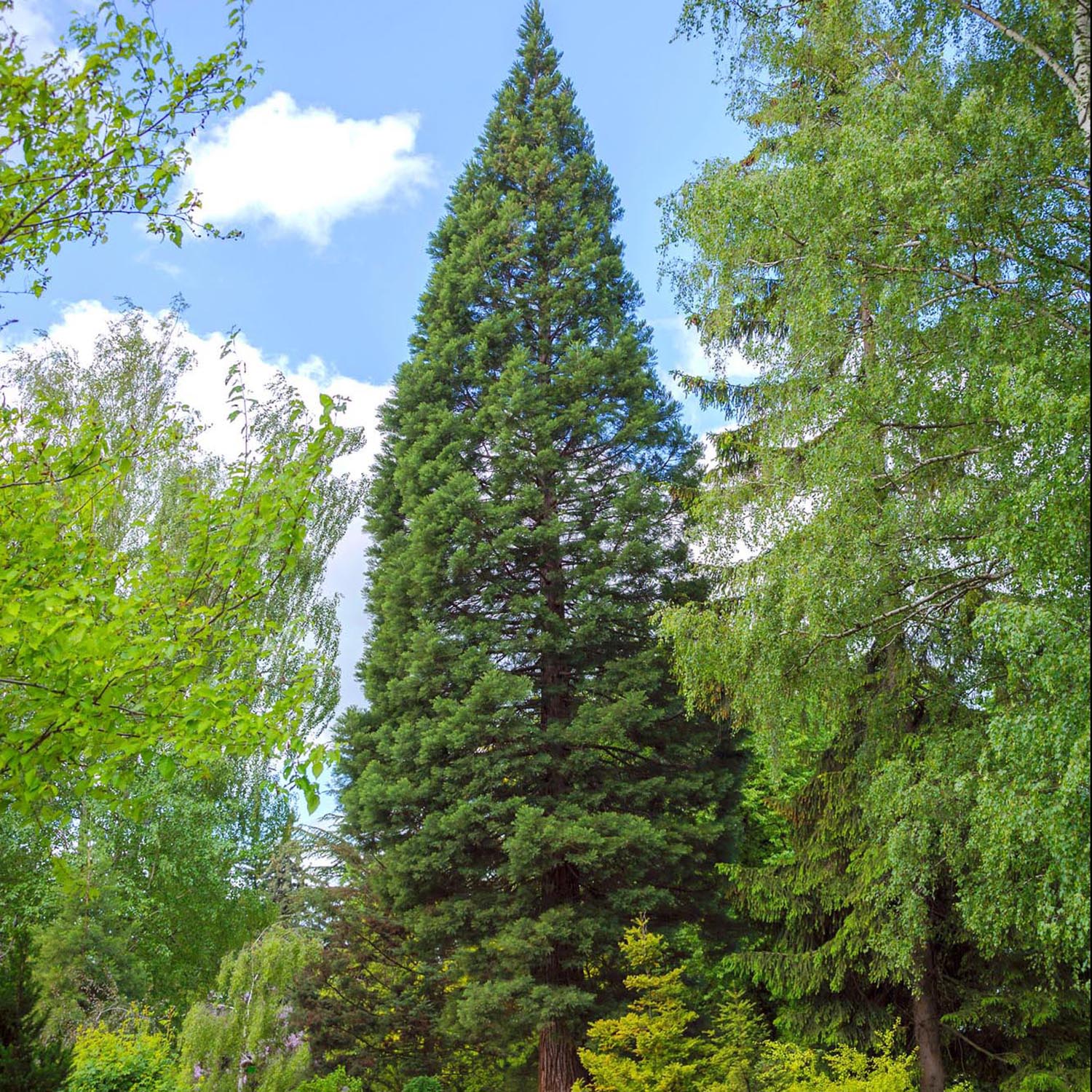 Arborele Mamut, Sequoia Gigant (Sequoiadendron Giganteum), conifer cu ace verde-albastrui, aspect metalic usor, arbore decorativ urias, vesnic verde, coroana piramidala - Image 4