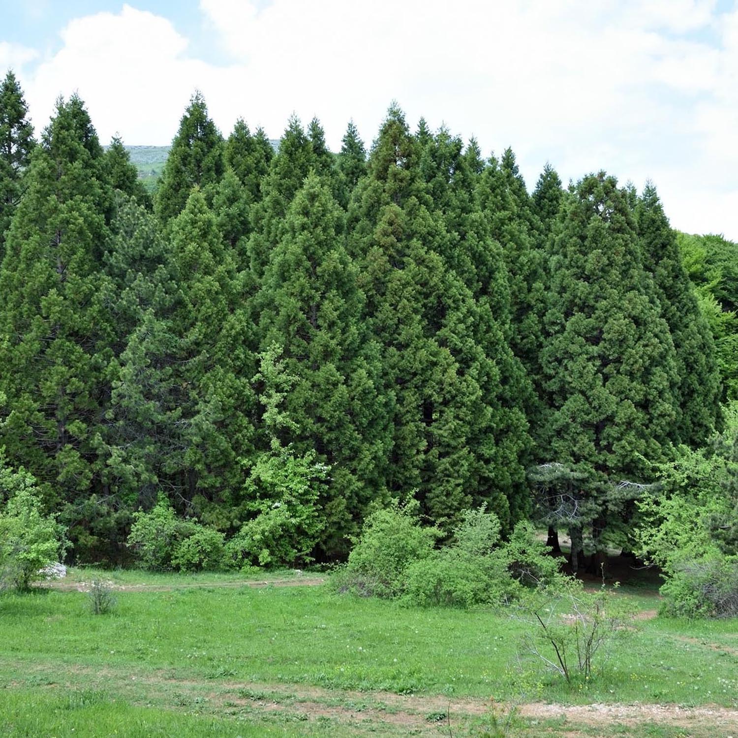 Arborele Mamut, Sequoia Gigant (Sequoiadendron Giganteum), conifer cu ace verde-albastrui, aspect metalic usor, arbore decorativ urias, vesnic verde, coroana piramidala - Image 6