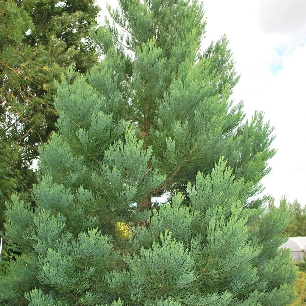 Arborele Mamut, Sequoia Gigant (Sequoiadendron Giganteum), conifer cu ace verde-albastrui, aspect metalic usor, arbore decorativ urias, vesnic verde, coroana piramidala - Image 8