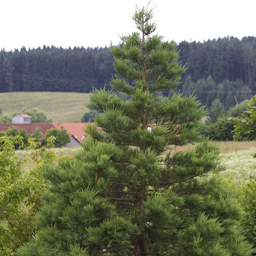 Arborele Mamut, Sequoia Gigant (Sequoiadendron Giganteum), conifer cu ace verde-albastrui, aspect metalic usor, arbore decorativ urias, vesnic verde, coroana piramidala - Image 9