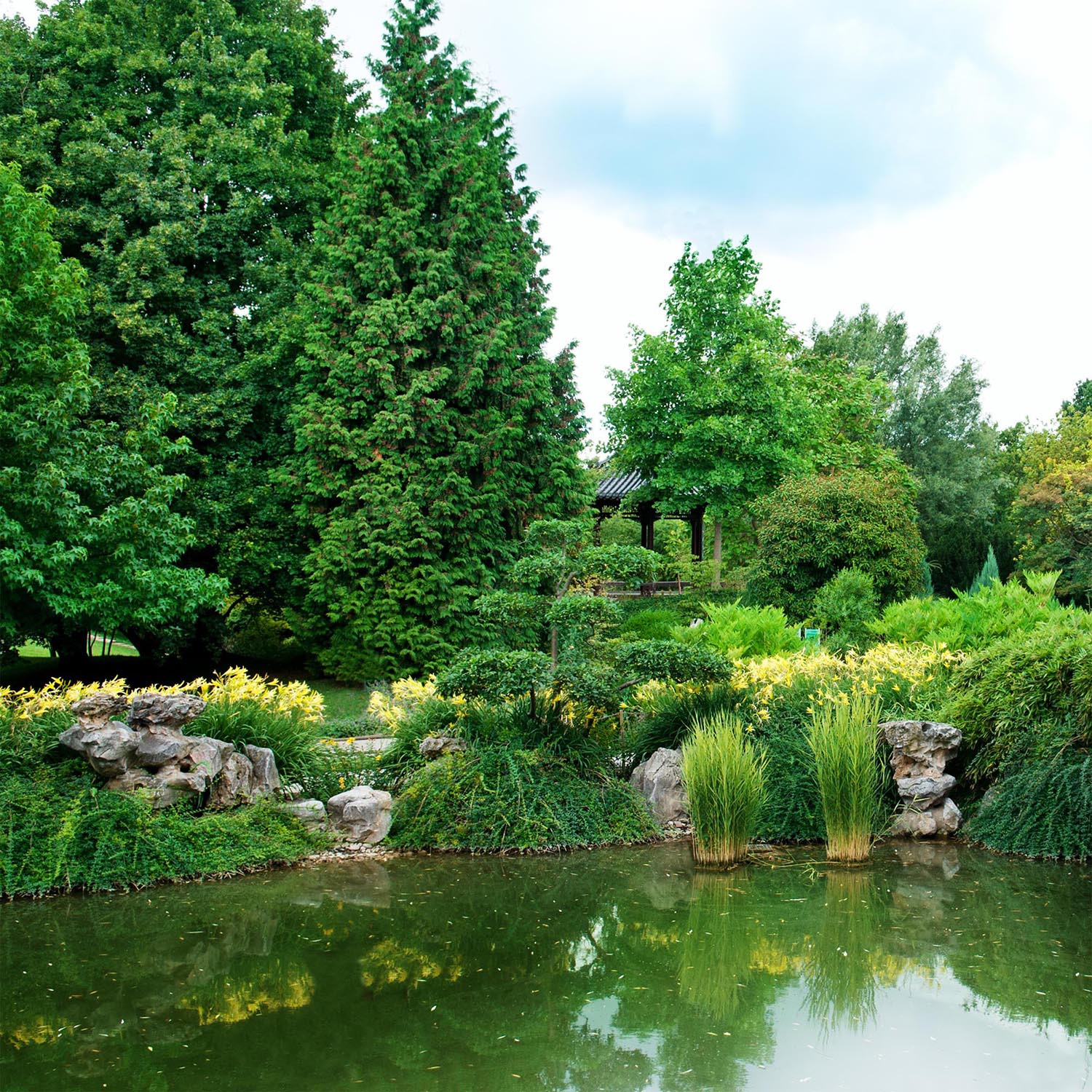 Arborele Mamut, Sequoia Healthy Mammoth One (Sequoiadendron Giganteum), conifer cu ace verde-albastrui, aspect metalic usor, arbore decorativ urias, vesnic verde, coroana piramidala - Image 3