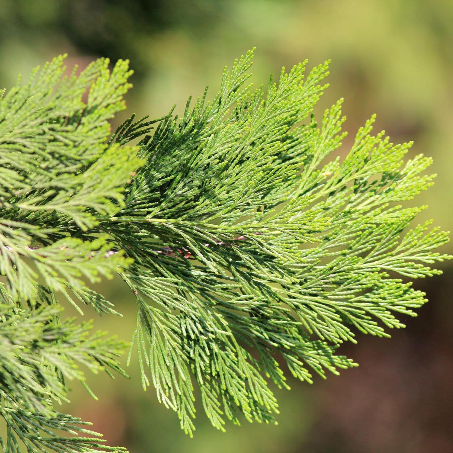 Arborele Mamut, Sequoia Healthy Mammoth One (Sequoiadendron Giganteum), conifer cu ace verde-albastrui, aspect metalic usor, arbore decorativ urias, vesnic verde, coroana piramidala - Image 5