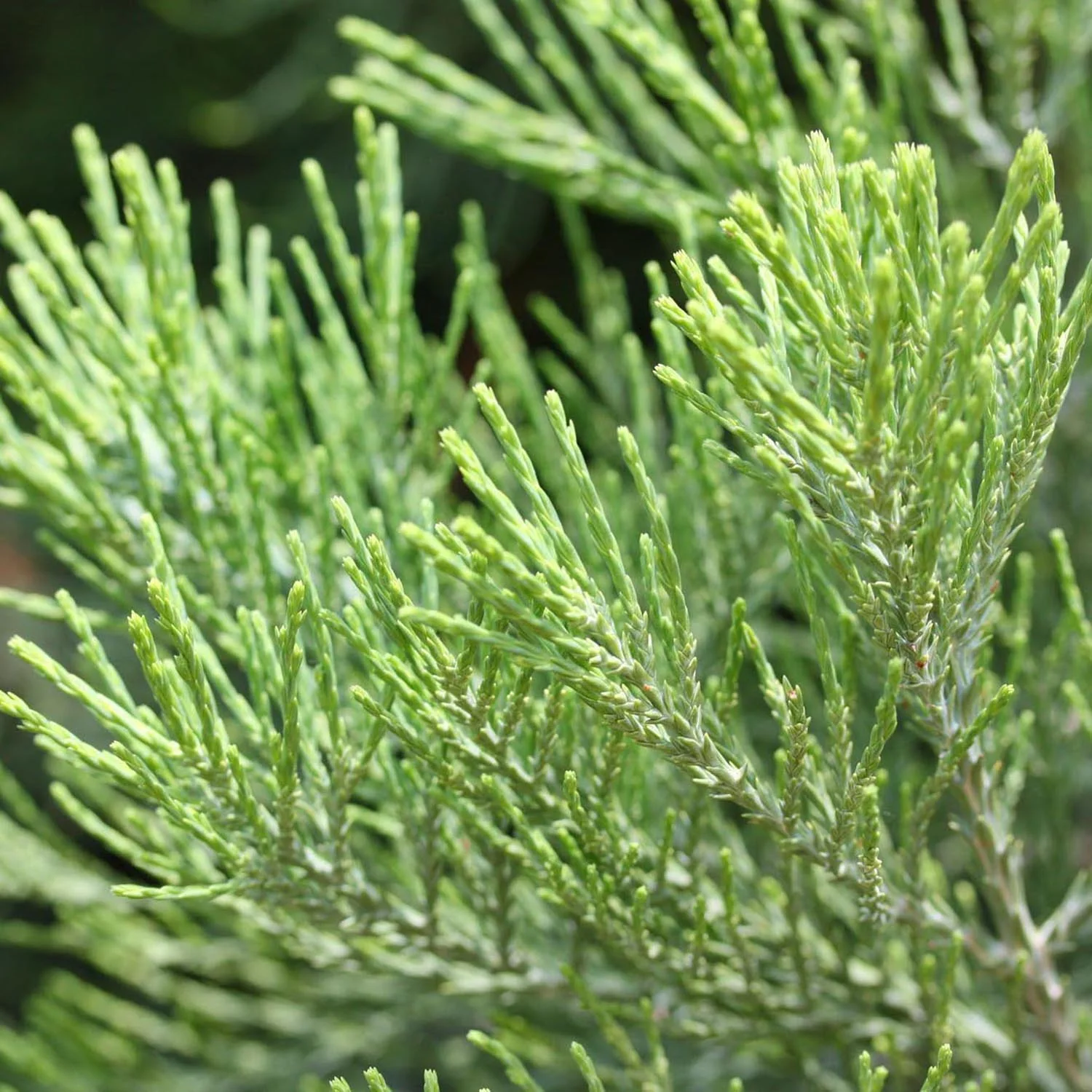 Arborele Mamut, Sequoia Healthy Mammoth One (Sequoiadendron Giganteum), conifer cu ace verde-albastrui, aspect metalic usor, arbore decorativ urias, vesnic verde, coroana piramidala - Image 6