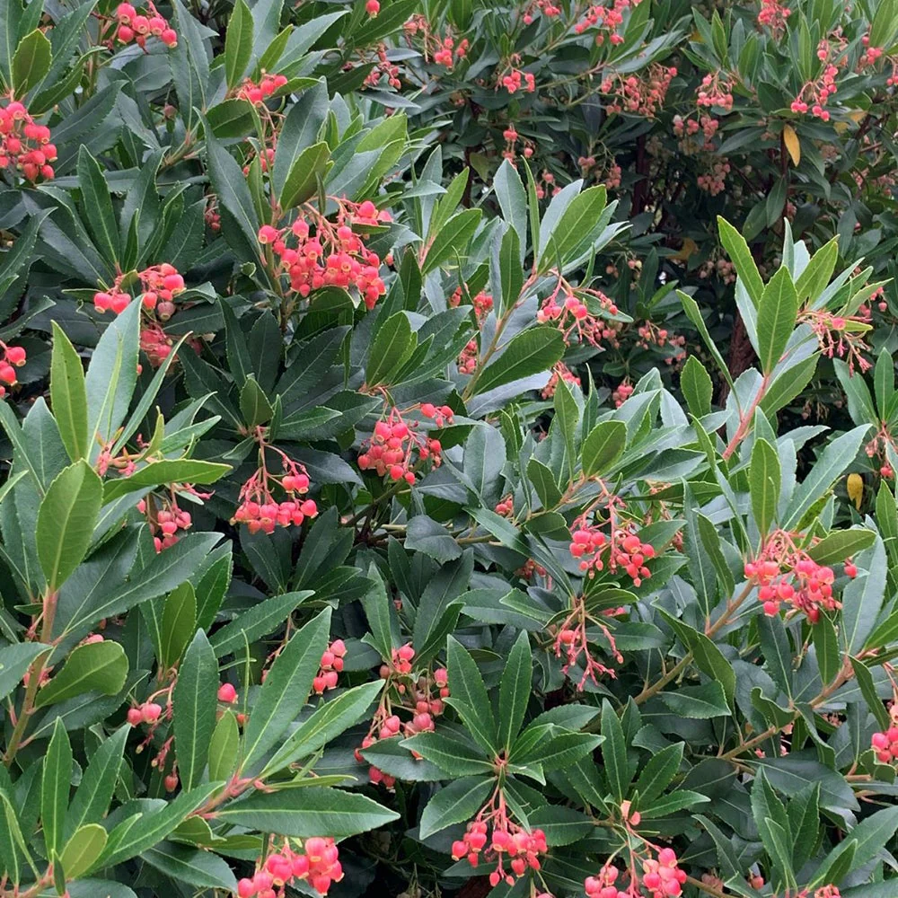 Arborele de capsuni (Arbutus Unedo), fructe dulci rosii, an 3 pe rod - Image 3