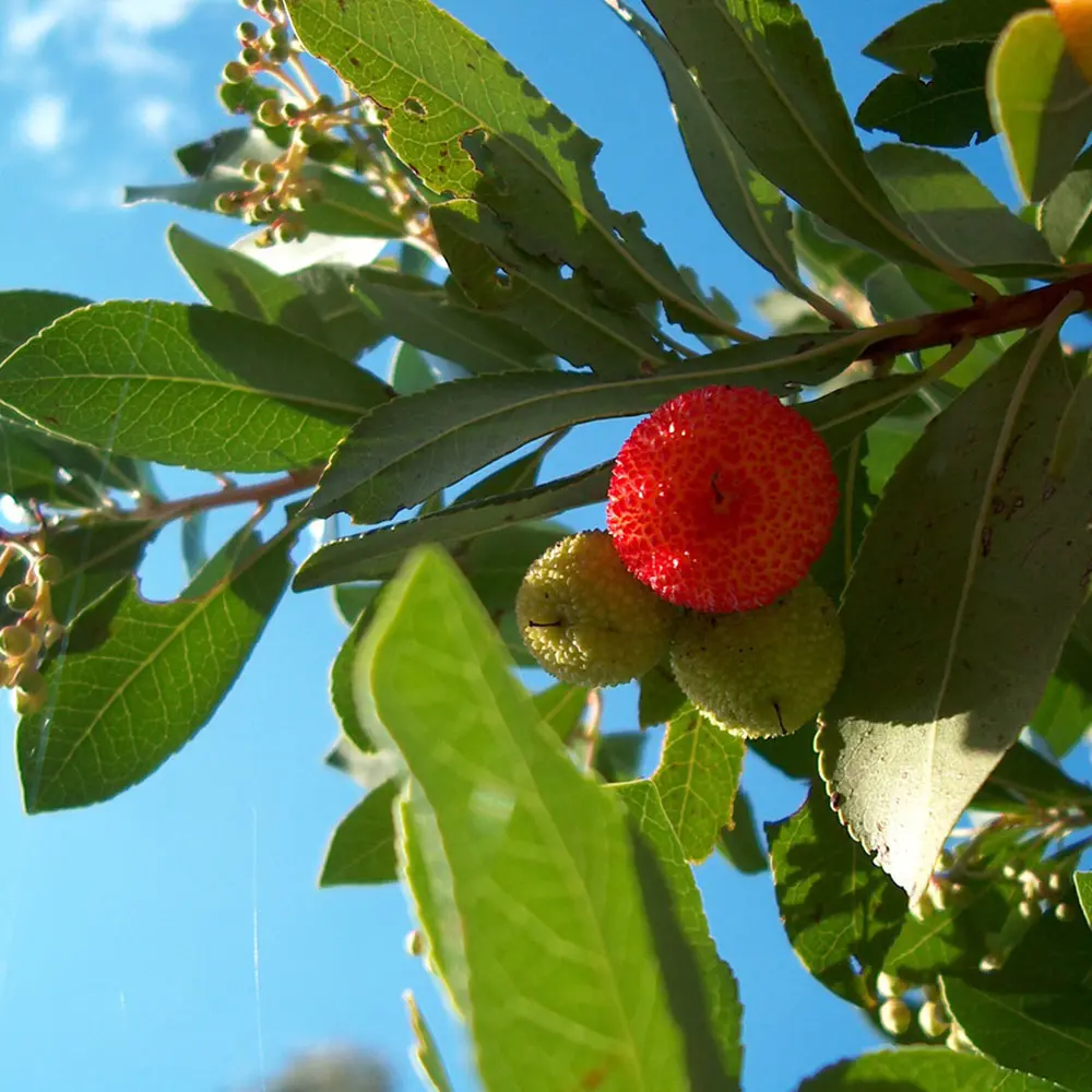 Arborele de capsuni (Arbutus Unedo), fructe dulci rosii, an 3 pe rod - Image 4