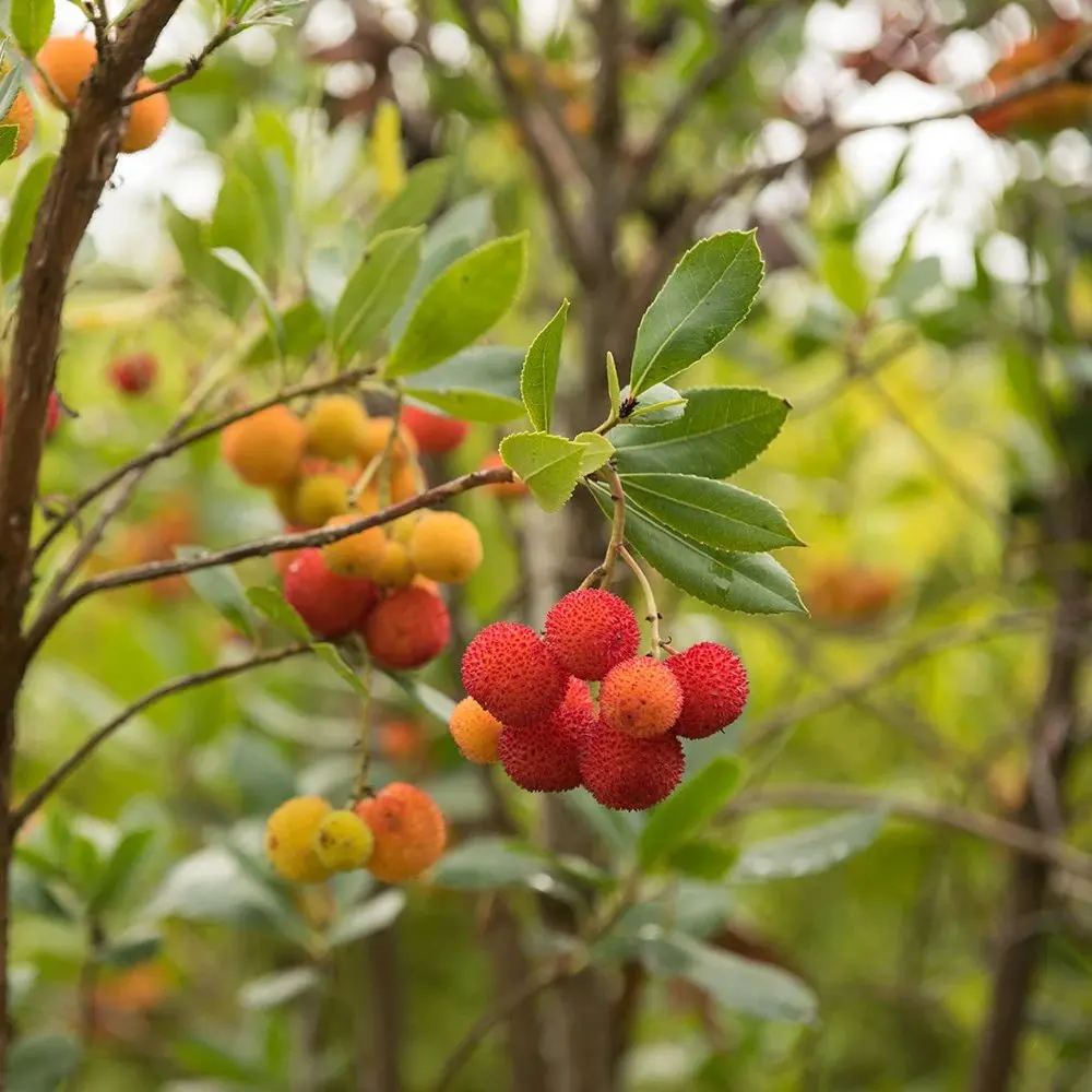 Arborele de capsuni (Arbutus Unedo), fructe dulci rosii, an 3 pe rod - Image 5